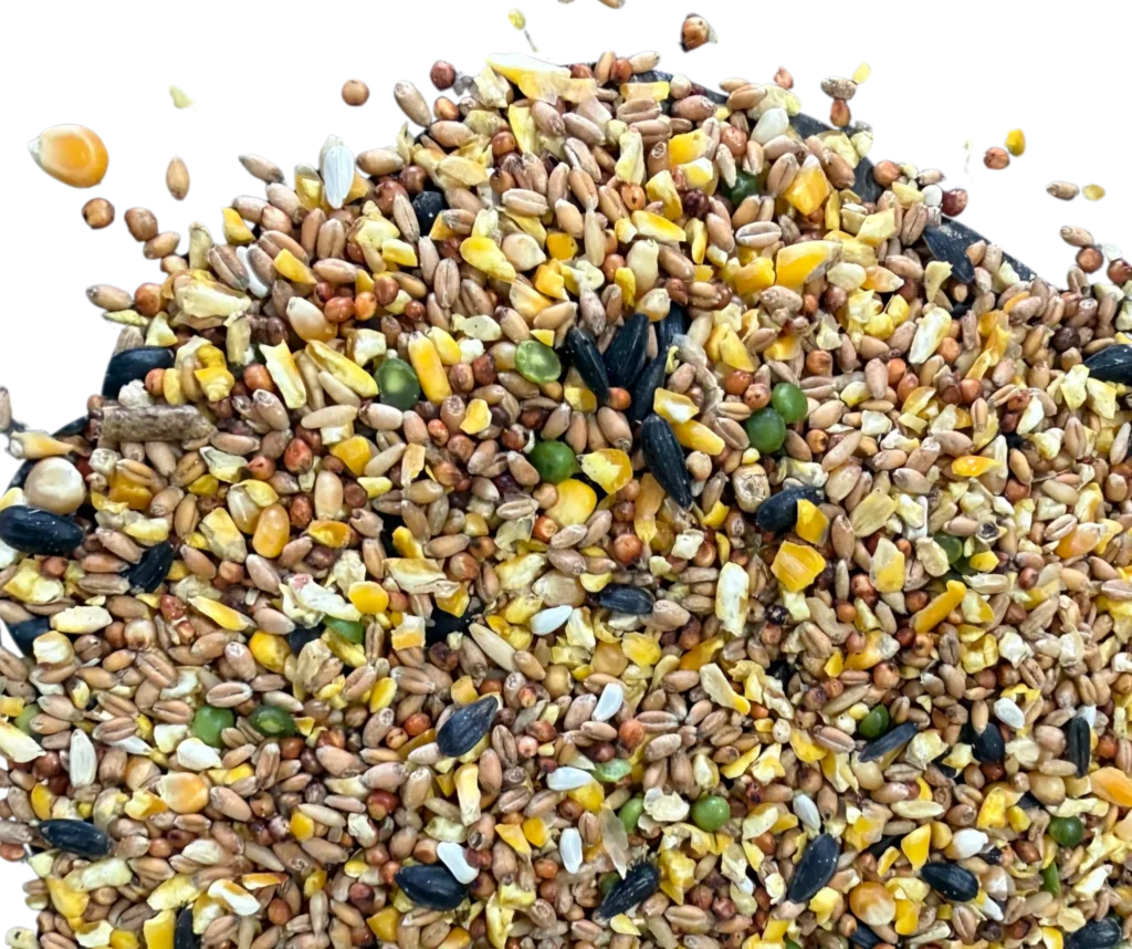 SUPER SCRATCH feed