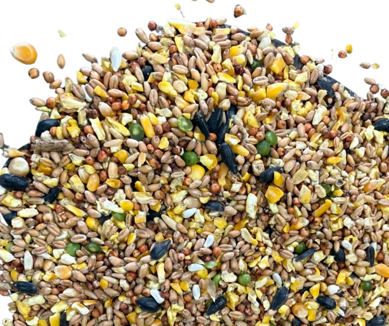 SUPER SCRATCH feed