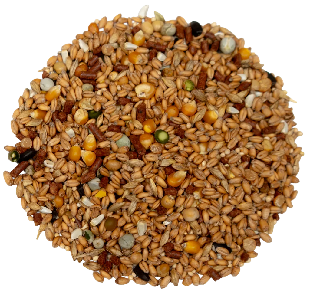 BIG V PIGEON MIX feed