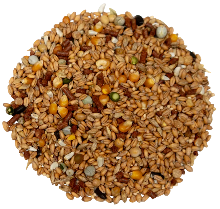 BIG V PIGEON MIX feed