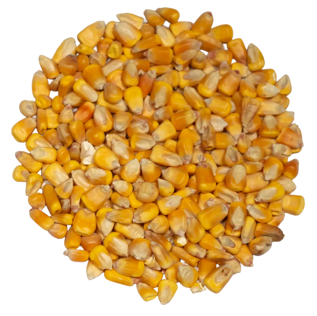 WHOLE CORN feed