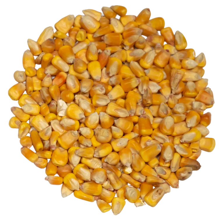 WHOLE CORN feed